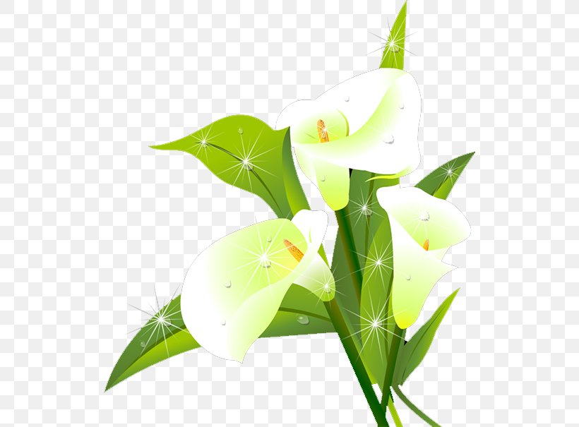 Lilium Flower Download, PNG, 526x605px, Lilium, Alismatales, Arum, Arum Family, Branch Download Free