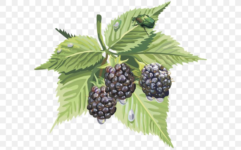 Mûre Auglis Mulberry, PNG, 600x511px, Auglis, Berry, Bilberry, Blackberry, Boysenberry Download Free