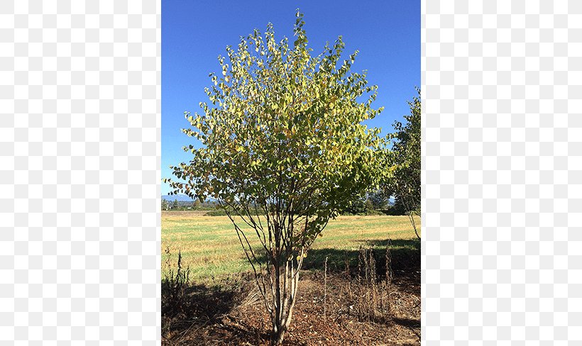 Oak Tree Maple Willow Shrub, PNG, 650x488px, Oak, Autumn, Grove, Land Lot, Maple Download Free