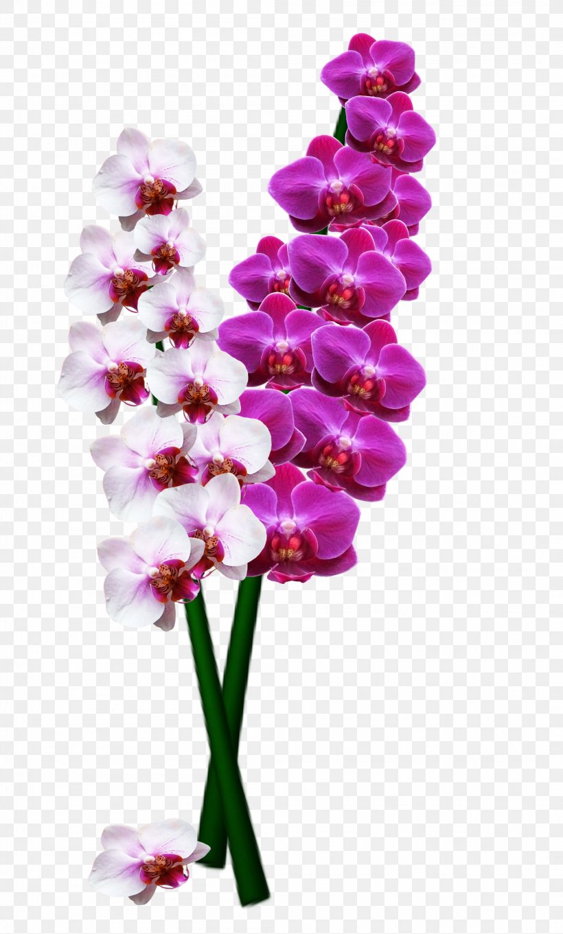 Orchids Stock.xchng Image Flower Orchis, PNG, 2108x3500px, Orchids, Cattleya Orchids, Cut Flowers, Floral Design, Flower Download Free