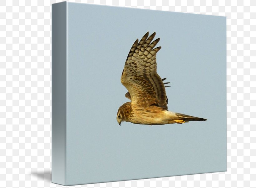 Red-tailed Hawk Bird Buzzard Eagle, PNG, 650x604px, Hawk, Accipitriformes, Beak, Bird, Bird Of Prey Download Free