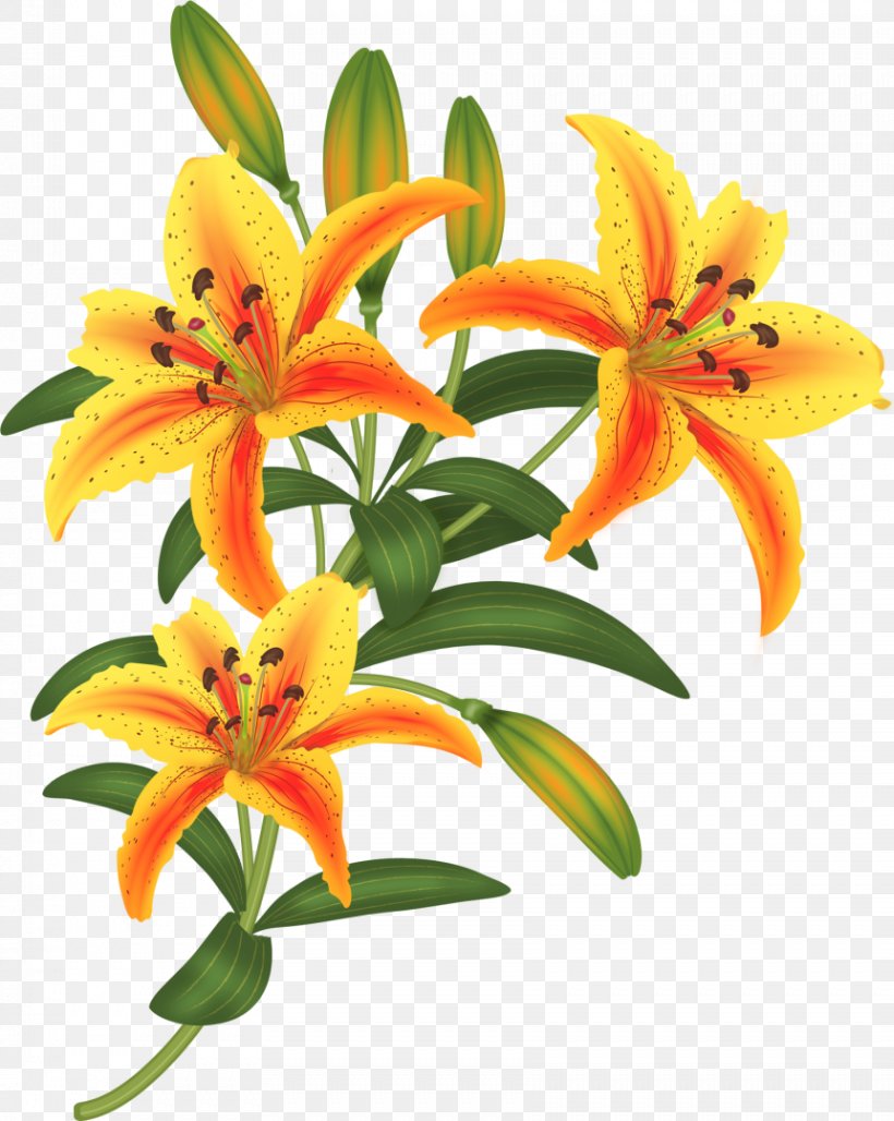 Flower Paper Lilium Drawing, PNG, 861x1080px, Flower, Blume, Cut Flowers, Drawing, Flowering Plant Download Free