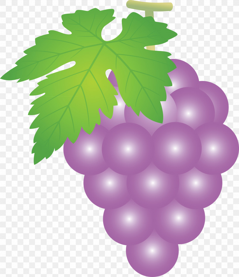 Grape Grapes Fruit, PNG, 2588x2999px, Grape, Flower, Fruit, Grape Leaves, Grapes Download Free