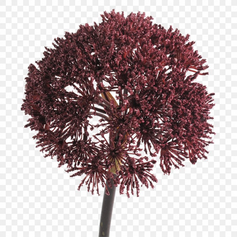 Plant Burgundy Tree Twig Maroon, PNG, 1024x1024px, Plant, Abigail Ahern, Branch, Burgundy, Flower Download Free