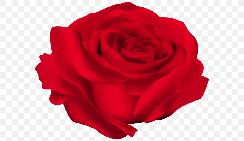 Rose Red Clip Art, PNG, 600x473px, Rose, Art, Cut Flowers, Drawing, Floribunda Download Free