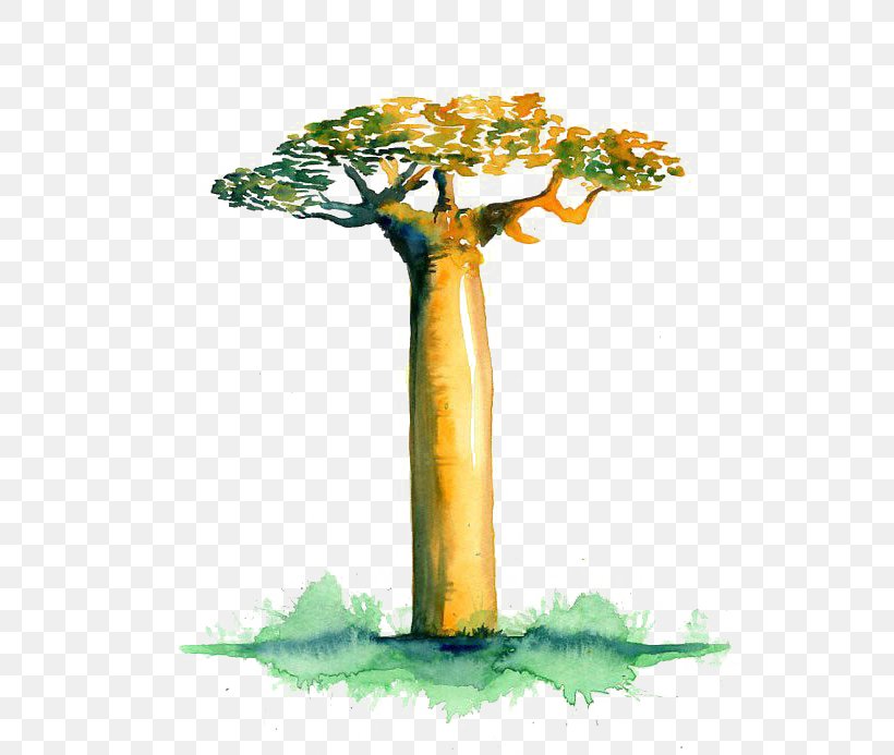 Avenue Of The Baobabs Adansonia Gregorii Adansonia Digitata Tree Clip Art, PNG, 544x693px, Avenue Of The Baobabs, Adansonia Digitata, Adansonia Gregorii, Africa, Art Download Free