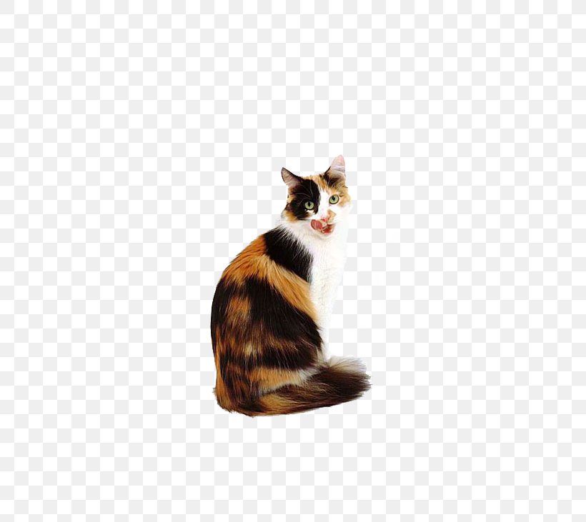 Calico Cat Kitten Dog Popular Cat Names, PNG, 736x731px, Cat, Aegean Cat, American Wirehair, Animal, Black Cat Download Free