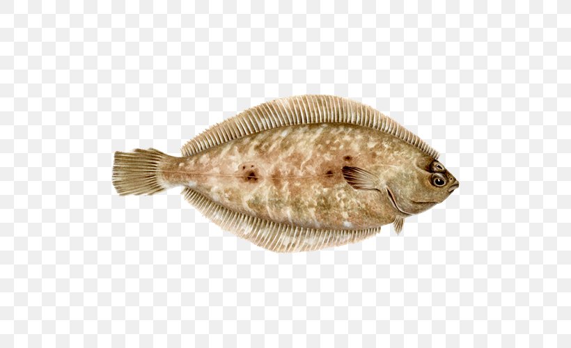 Flounder Sole Seafood Watch Barbecue, PNG, 500x500px, Flounder, Barbecue, Bony Fish, Fauna, Fish Download Free