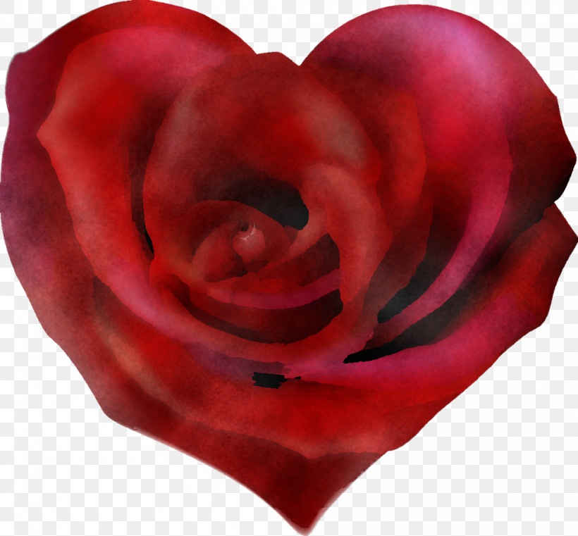 Garden Roses, PNG, 1000x929px, Red, Closeup, Floribunda, Flower, Garden Roses Download Free