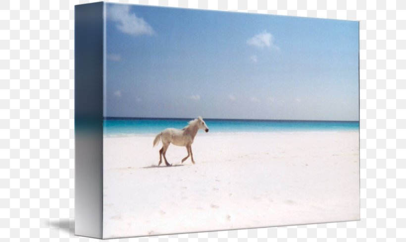Horse Gallery Wrap Picture Frames Canvas Sea, PNG, 650x488px, Horse, Afro, Art, Canvas, Fauna Download Free