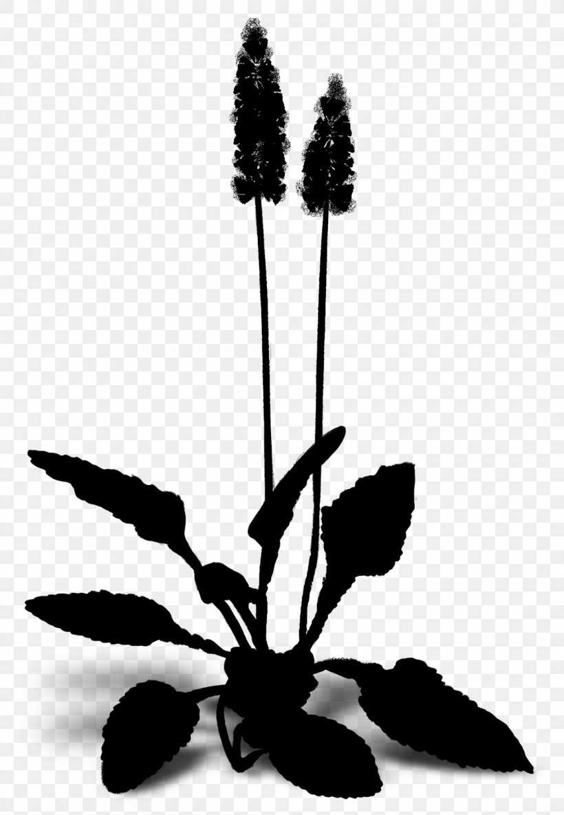 Flowering Plant Plant Stem Leaf Silhouette, PNG, 1107x1600px, Flower, Blackandwhite, Botany, Flowering Plant, Herbaceous Plant Download Free