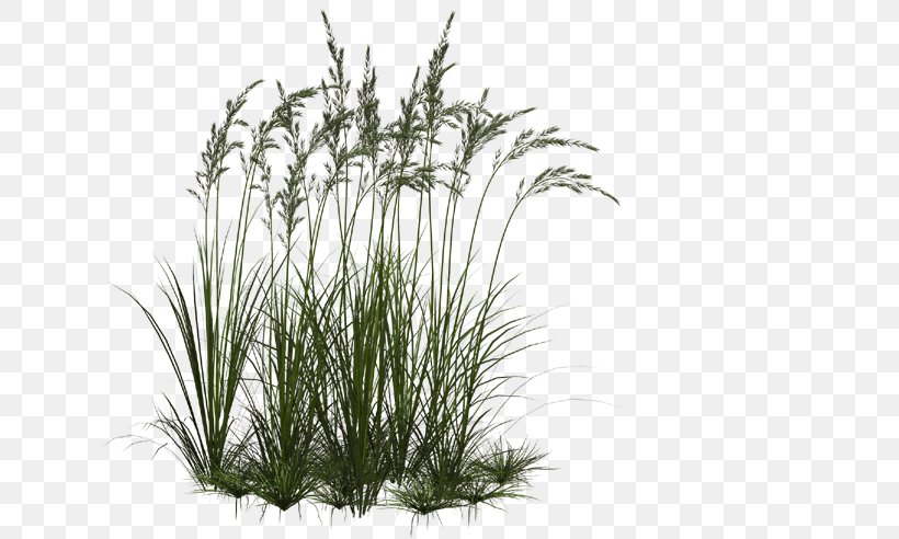 Grasses Ornamental Grass Clip Art, PNG, 684x492px, Grasses, Branch, Chinese Fountain Grass, Chinese Silver Grass, Flower Download Free
