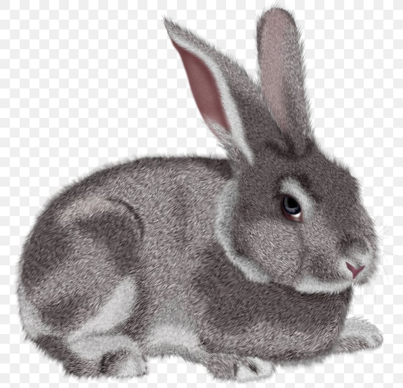 Hare Domestic Rabbit Clip Art, PNG, 800x790px, Hare, Cdr, Cottontail Rabbit, Domestic Rabbit, Fauna Download Free