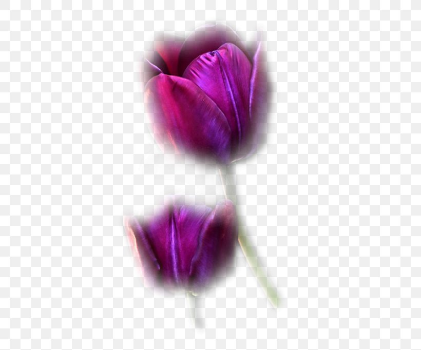 Tulip Pink Flowers Purple Blue, PNG, 450x682px, Tulip, Animation, Blue, Color, Flower Download Free