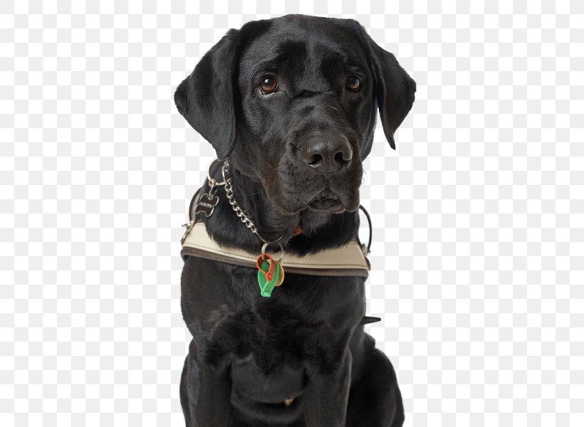 Labrador Retriever Golden Retriever Dog Collar Puppy Cat, PNG, 600x600px, Labrador Retriever, Cat, Collar, Dog, Dog Breed Download Free