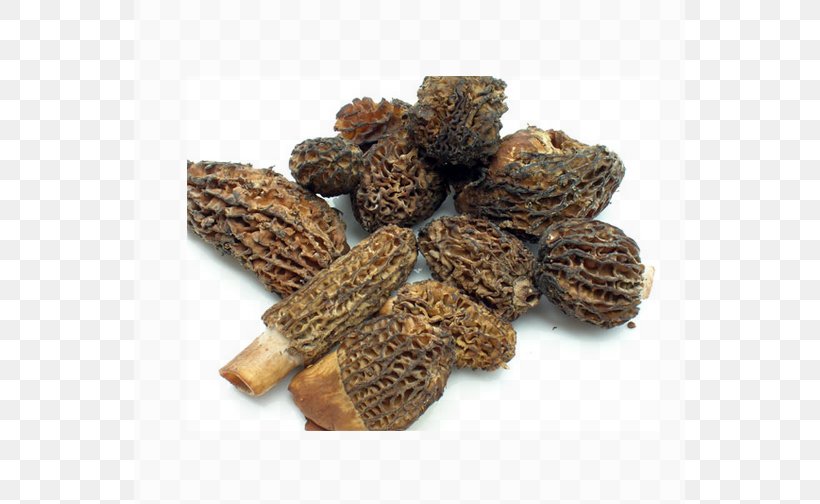 Morchella Vulgaris Morchella Conica Coq Au Vin Fungus Edible Mushroom, PNG, 551x504px, Morchella Vulgaris, Boletus Aereus, Boletus Edulis, Commodity, Coq Au Vin Download Free