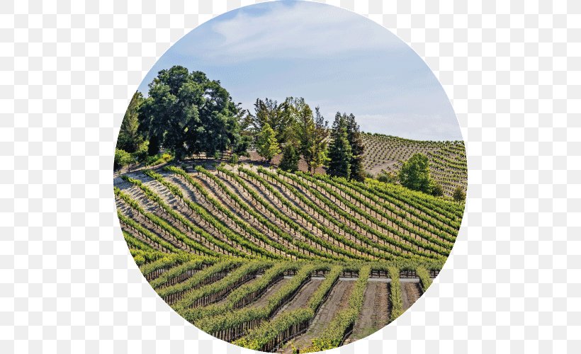 Paso Robles Napa County, California Wine Country Sonoma, PNG, 500x500px, Paso Robles, Agriculture, California, Crop, Farm Download Free
