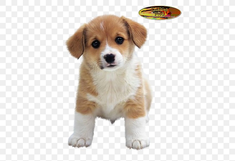 Puppy Shih Tzu Jack Russell Terrier Yorkshire Terrier Cuteness, PNG, 469x563px, Puppy, Breed, Cardigan Welsh Corgi, Carnivoran, Companion Dog Download Free