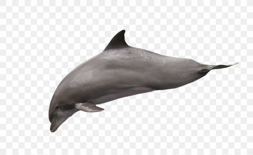 Tucuxi Short-beaked Common Dolphin Porpoise White-beaked Dolphin Rough-toothed Dolphin, PNG, 960x587px, Tucuxi, Common Bottlenose Dolphin, Dolphin, Fauna, Image File Formats Download Free