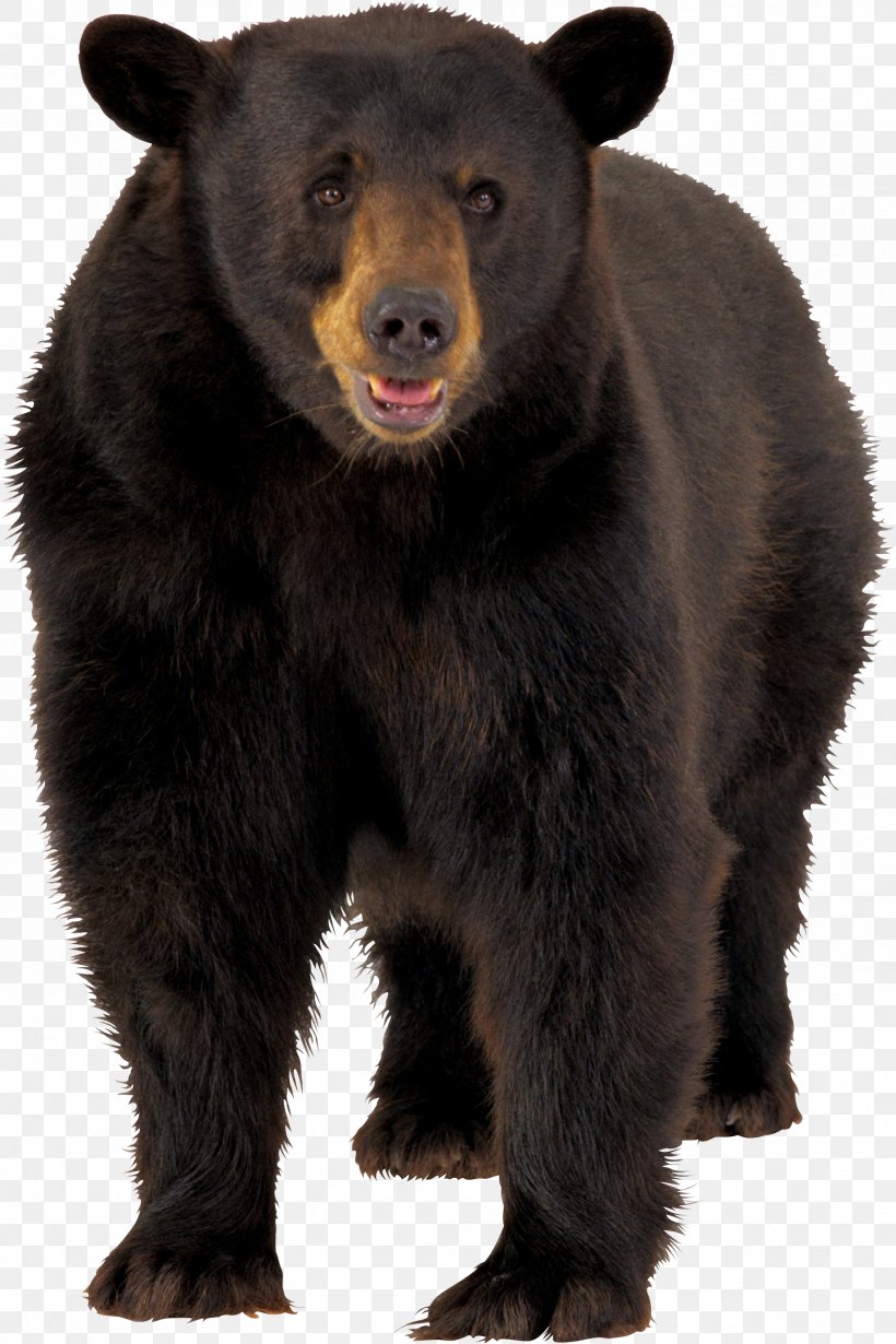 Brown Bear American Black Bear Clip Art, PNG, 1839x2759px, Bear, American Black Bear, Brown Bear, Carnivoran, Fur Download Free