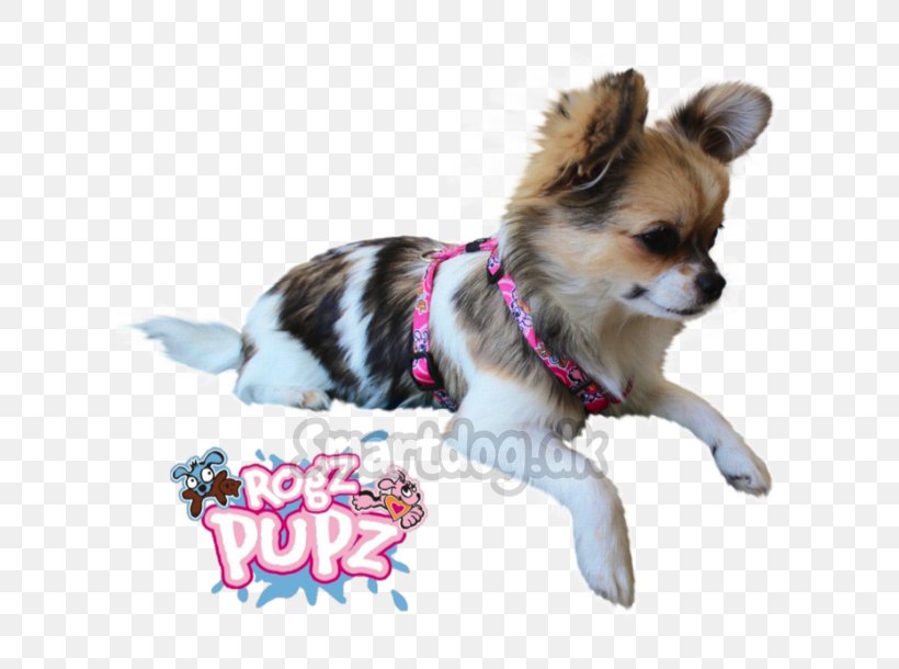 Chihuahua Puppy Dog Breed Companion Dog Toy Dog, PNG, 610x610px, Chihuahua, Breed, Breed Group Dog, Carnivoran, Clothing Download Free