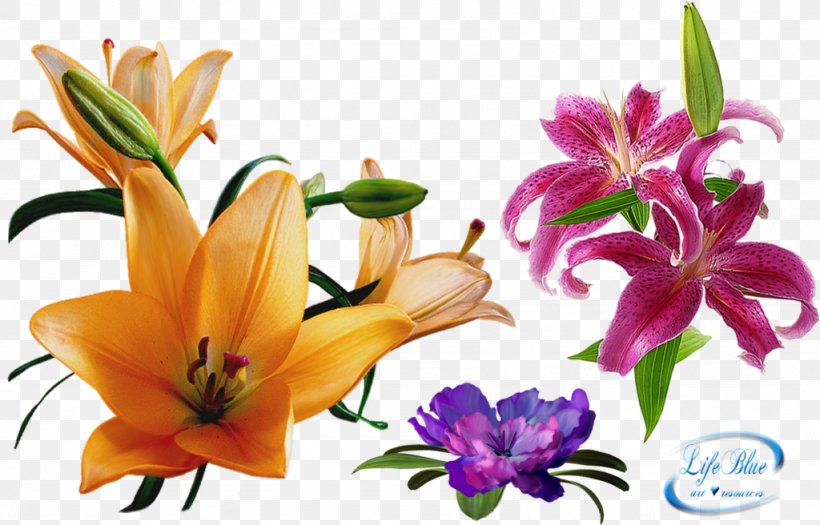 GIF Animation Image Clip Art, PNG, 1024x656px, Animation, Blog, Cut Flowers, Daylily, Flora Download Free