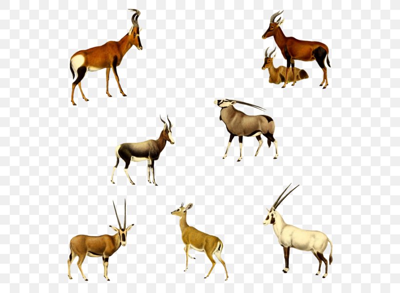 Gemsbok Springbok Hartebeest Mustang Elk, PNG, 600x600px, Gemsbok, Animal, Antelope, Antler, Cattle Download Free