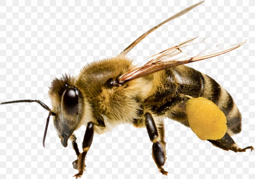 Honey Bee Pollination Beehive, PNG, 1048x737px, Bee, Arthropod, Beehive, Beekeeper, Beekeeping Download Free