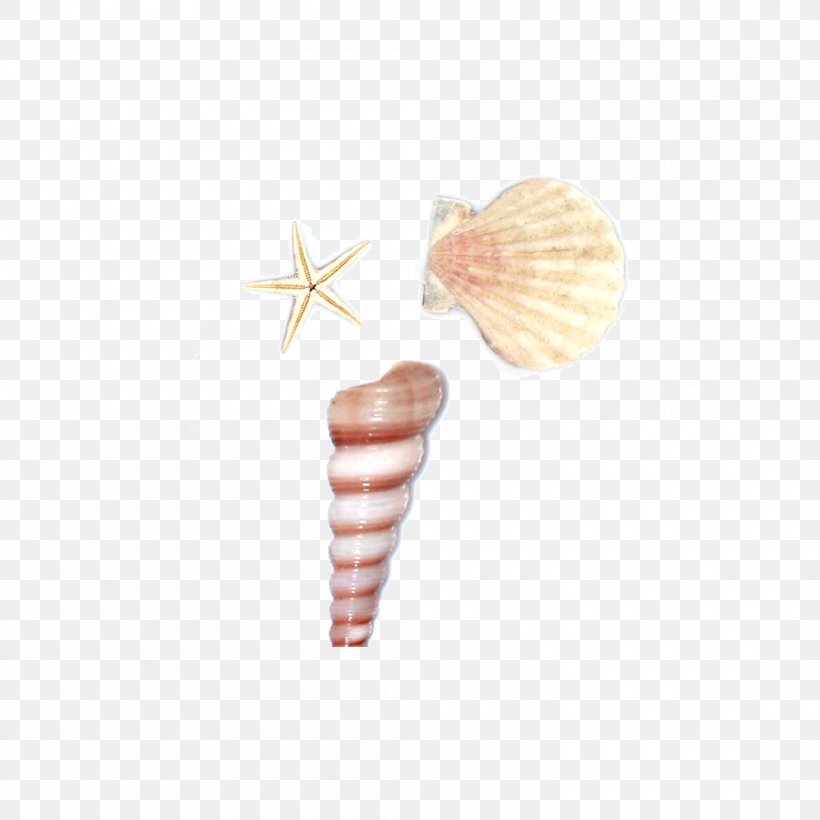 Seashell Sea Snail Conch, PNG, 1000x1000px, Seashell, Cartoon, Conch, Geometry, Ice Cream Cone Download Free