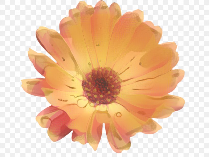 Soap Cartoon, PNG, 2308x1732px, Marigold, African Daisy, Annual Plant, Barberton Daisy, Bloom Download Free