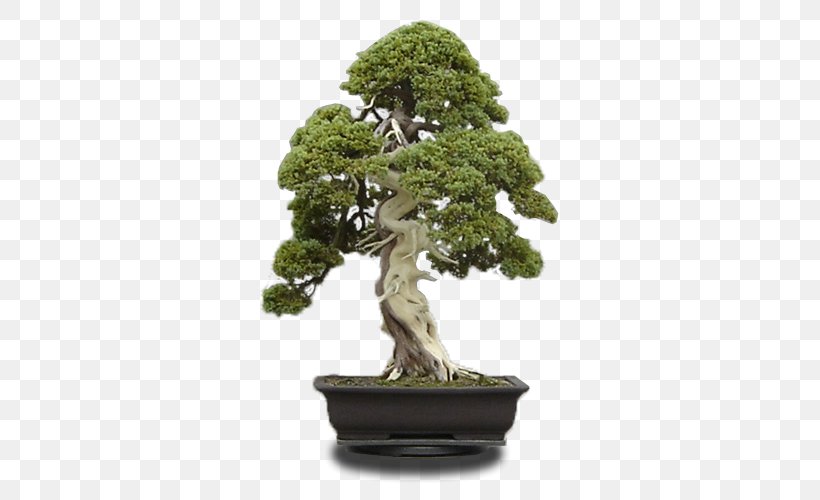 Tree Bonsai Garden Wood Hawthorn, PNG, 534x500px, Tree, Bonsai, Elf, Fairy, Flowerpot Download Free