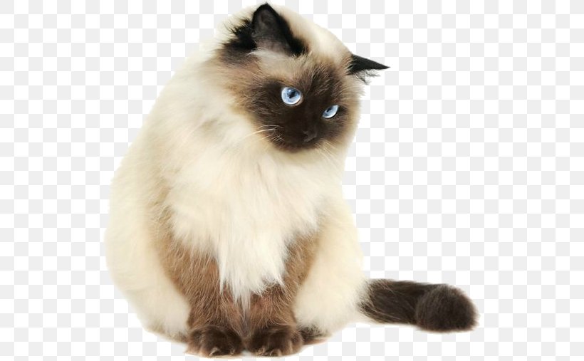 Cat Cartoon, PNG, 533x507px, Himalayan Cat, American Bobtail, Asian Semilonghair, Balinese, Birman Download Free