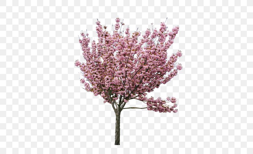 Cherry Blossom Peach Tree, PNG, 500x500px, Cherry Blossom, Blossom, Branch, Flower, Lilac Download Free