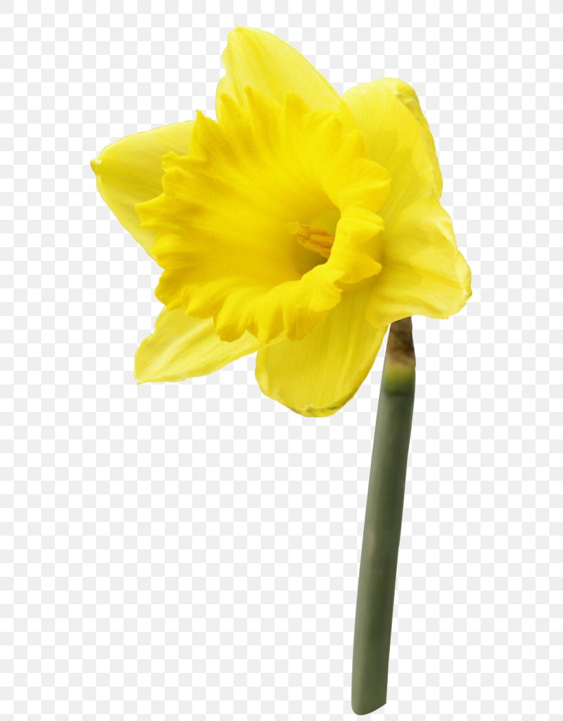 Daffodil Saint David's Day Clip Art, PNG, 626x1050px, Daffodil ...