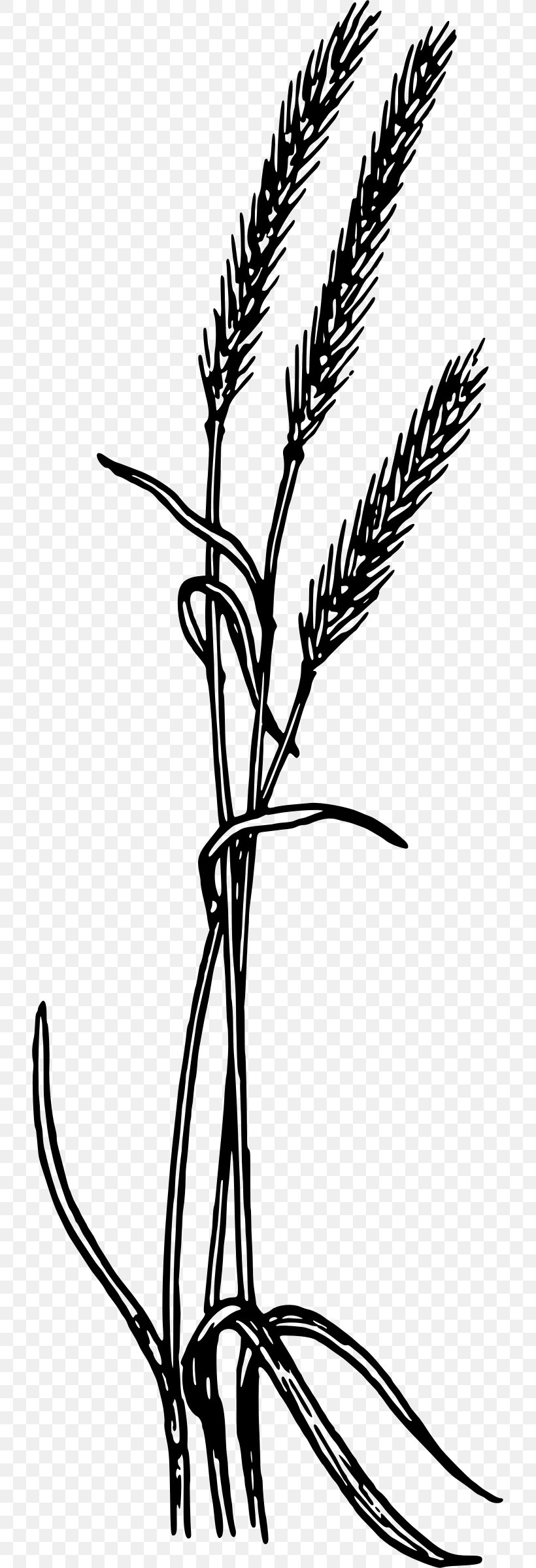 Rye Bread Clip Art, PNG, 721x2400px, Rye Bread, Black And White, Branch, Butter, Commodity Download Free