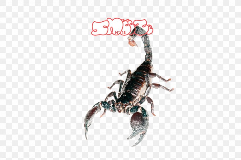 Scorpion Magazine SNEEZE Hypebeast, PNG, 1280x854px, Scorpion, Arthropod, Bryan Herman, Bugatti Gangloff, Hypebeast Download Free