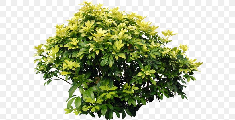 Shrub Acer Ginnala Bougainvillea Glabra Plant Tree, PNG, 600x422px, Shrub, Acer Ginnala, Bougainvillea, Bougainvillea Glabra, Branch Download Free