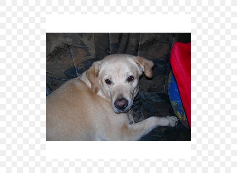 Labrador Retriever Puppy Dog Breed Sporting Group, PNG, 800x600px, Labrador Retriever, Breed, Carnivoran, Crossbreed, Dog Download Free