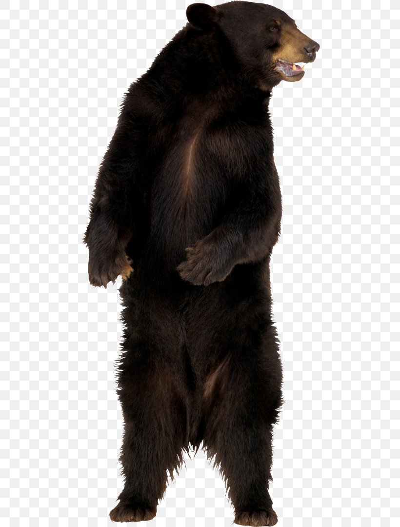 Polar Bear American Black Bear Giant Panda, PNG, 493x1080px, Bear, American Black Bear, Brown Bear, Carnivoran, Fur Download Free