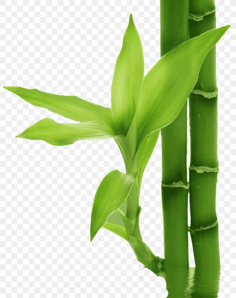 Bamboo Bamboe Leaf Plant, PNG, 948x1200px, Bamboo, Bamboe, Bamboo Textile, Commodity, Grass Download Free