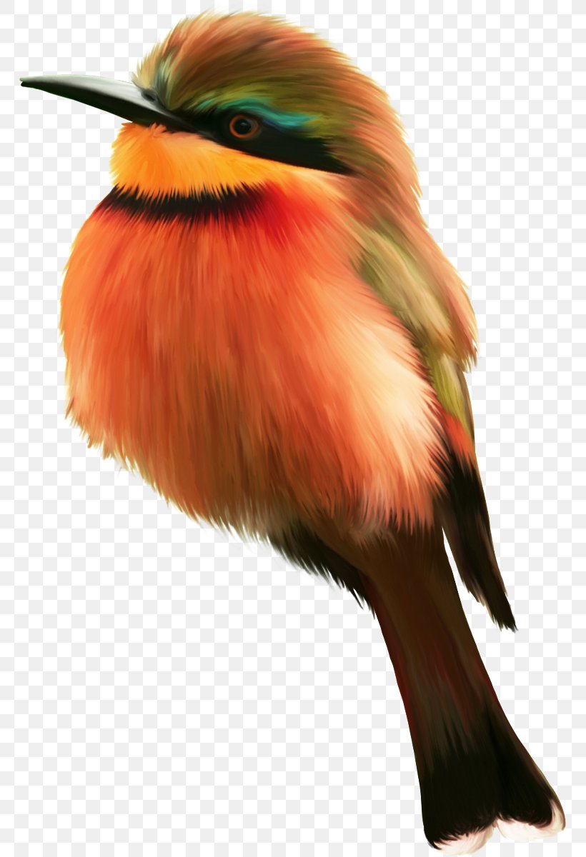 Bird Clip Art, PNG, 766x1200px, Bird, Beak, Coraciiformes, Fauna, Feather Download Free