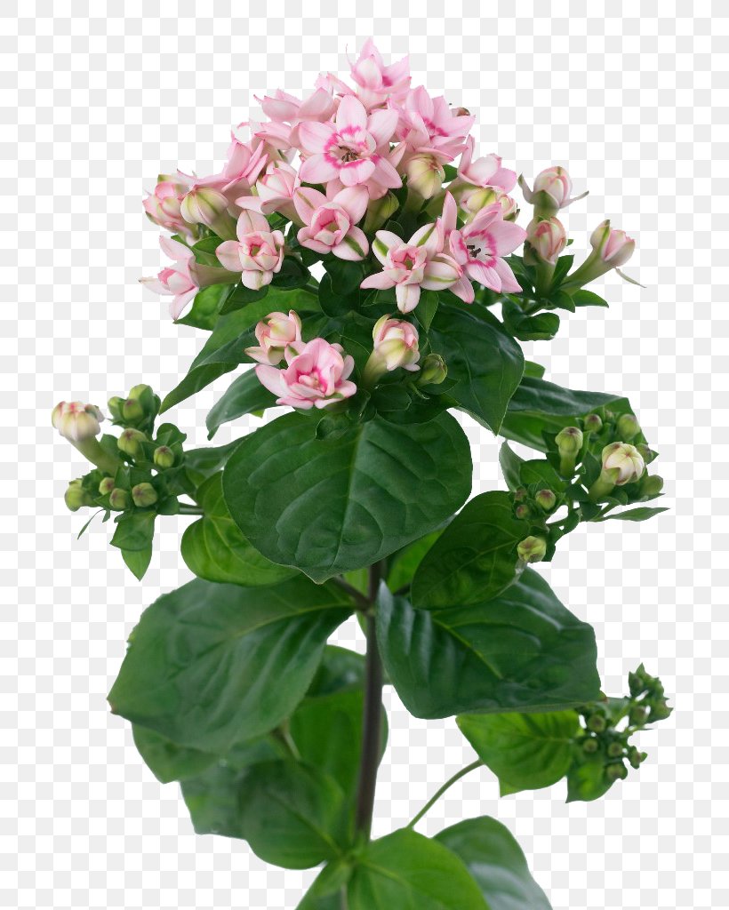 Image Bouvardia Transparency Photograph, PNG, 768x1024px, Bouvardia, Cut Flowers, Daphne, Flower, Flowering Plant Download Free