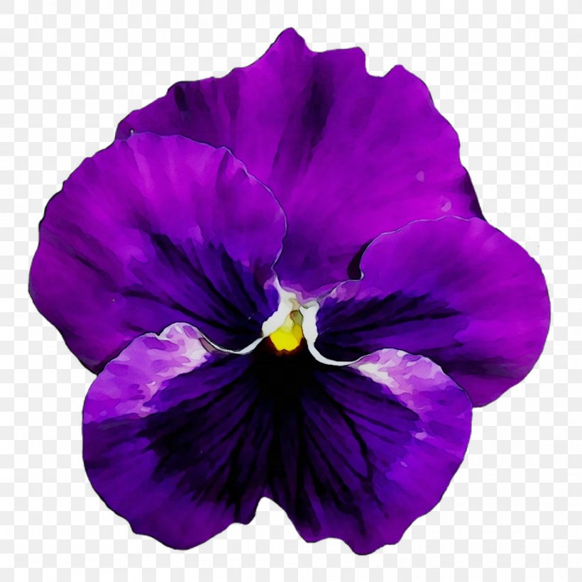 Pansy Flower Violet Purple Blue, PNG, 1053x1053px, Pansy, Blue, Cattleya, Flower, Flower Garden Download Free