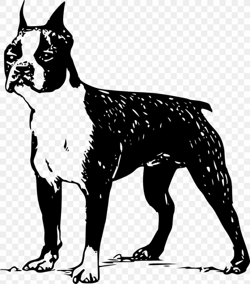Boston Terrier Scottish Terrier Rat Terrier Bull Terrier Norfolk Terrier, PNG, 879x1000px, Boston Terrier, Black And White, Bull Terrier, Carnivoran, Dog Download Free
