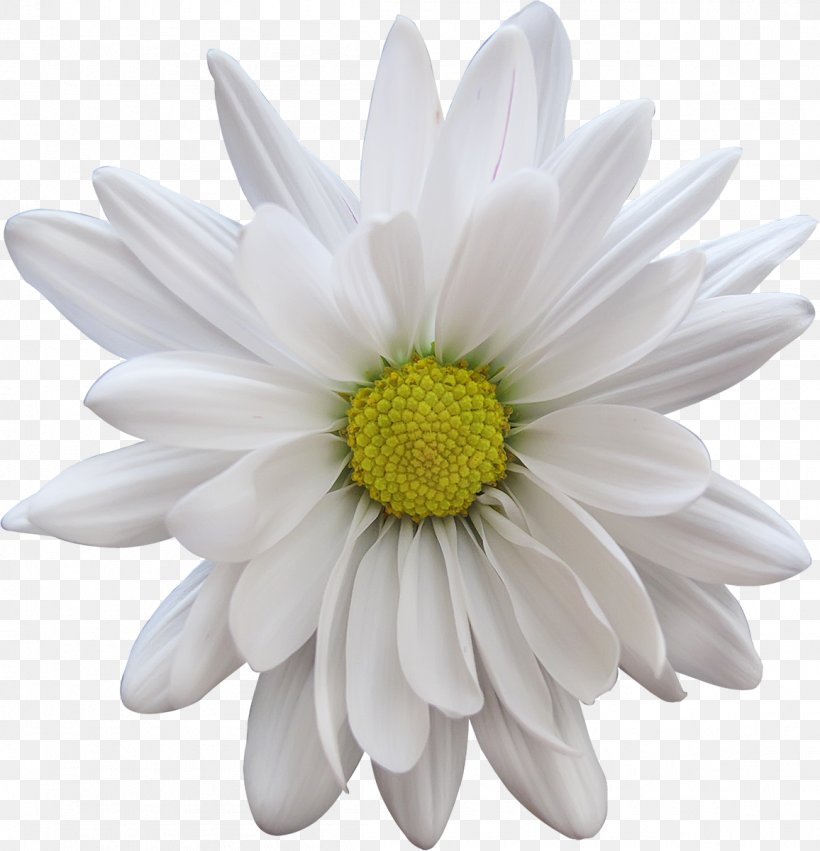 Cut Flowers Petal Transvaal Daisy, PNG, 1156x1200px, Flower, Aster, Chrysanthemum, Chrysanths, Cut Flowers Download Free