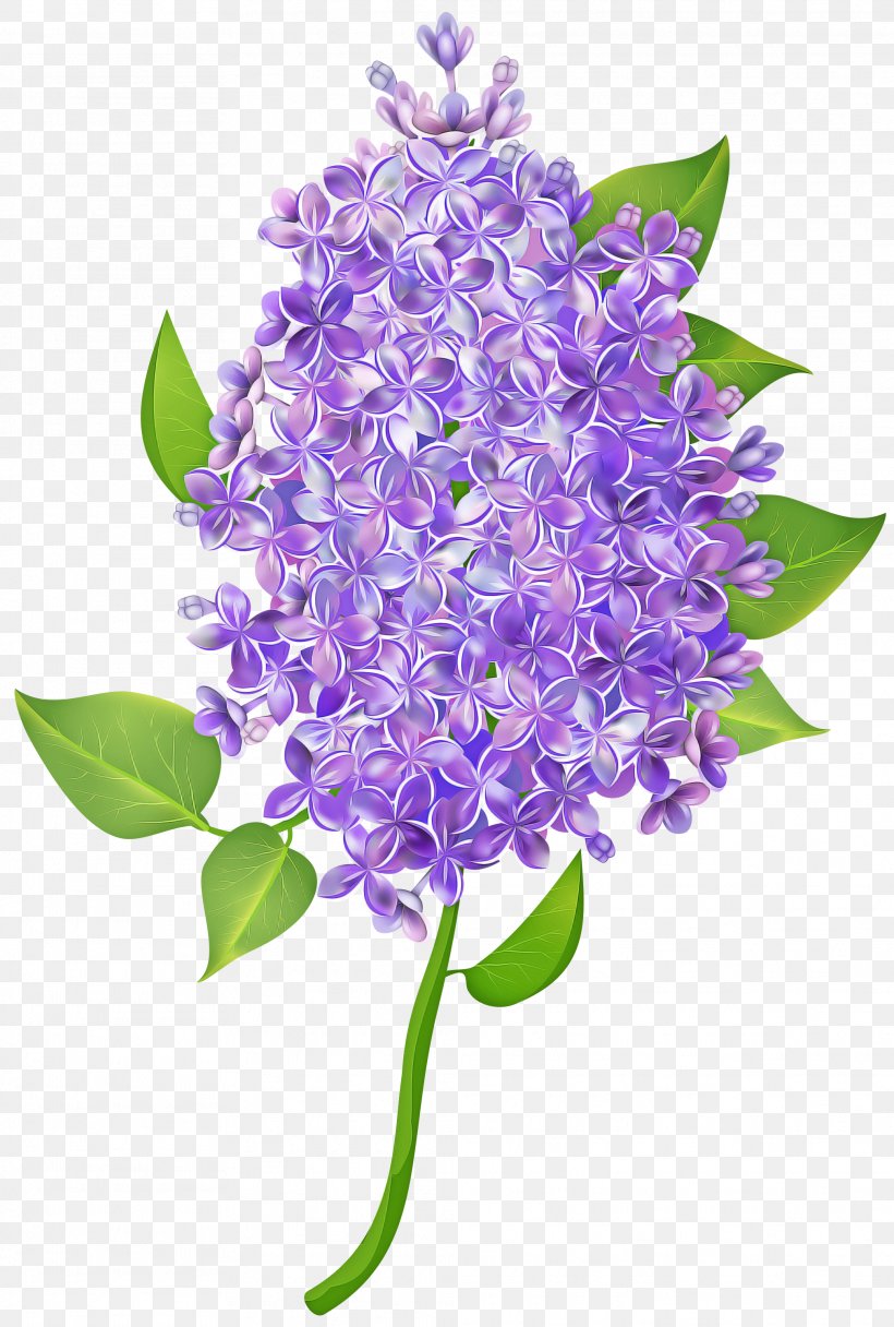 Lavender, PNG, 2023x3000px, Lilac, Flower, Flowering Plant, Lavender ...