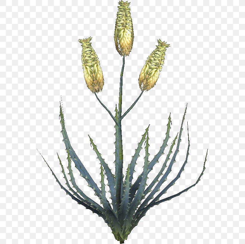 Oblivion Aloe Vera Plant Aloin Leaf, PNG, 573x817px, Oblivion, Aloe, Aloe Vera, Aloin, Anthraquinone Download Free