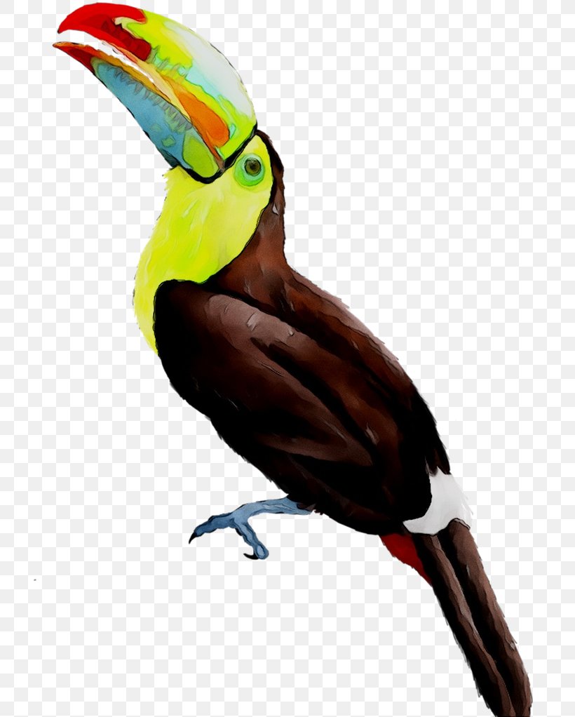 Toucan Parrot Beak Hornbill Feather, PNG, 723x1022px, Toucan, Beak, Bird, Coraciiformes, Fauna Download Free