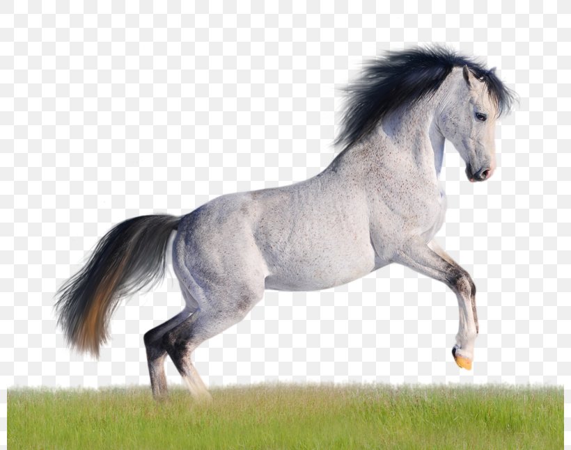 Andalusian Horse American Quarter Horse Mustang Arabian Horse Desktop Wallpaper, PNG, 800x647px, 4k Resolution, Andalusian Horse, American Quarter Horse, Arabian Horse, Bridle Download Free