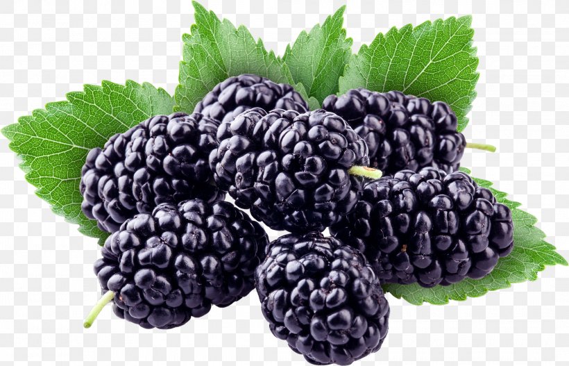Boysenberry Stock Photography Red Mulberry Stock.xchng, PNG, 2115x1361px, Boysenberry, Berries, Berry, Bilberry, Black Mulberry Download Free